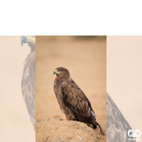 گونه عقاب صحرایی Aquila nipalensis